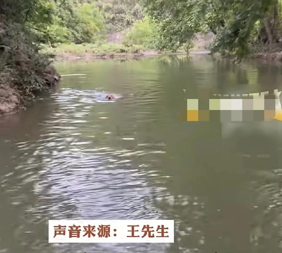 宠物狗不仅仅是主人的忠诚朋友，关键时刻还能救主人的命。湖北宜昌的王先生分享了自己