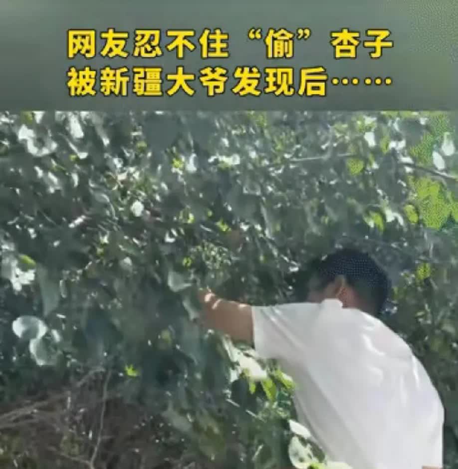 笑岔气了！男子去新疆旅游，
偷吃大爷家杏子，不料被抓个正着，
结果大爷的反应