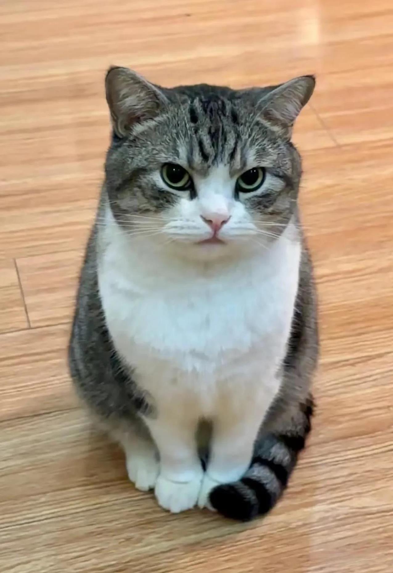 啥叫神情恍惚、目光呆滞？
这只雄性猫咪，
肢体语言完美诠释了……
跟女朋友分手1