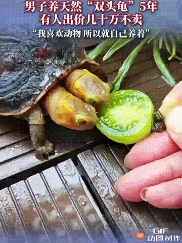 双头龟，你见过吗？广东一名男子就养着这么一只“双头”乌龟，这只乌龟他养了5年，两