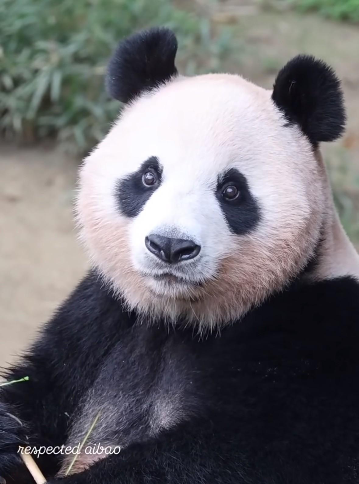 刚刷到爱宝独自散步的照片，好漂亮…
没有俩熊孩子在身边缠着要奶喝，我们爱女士终于
