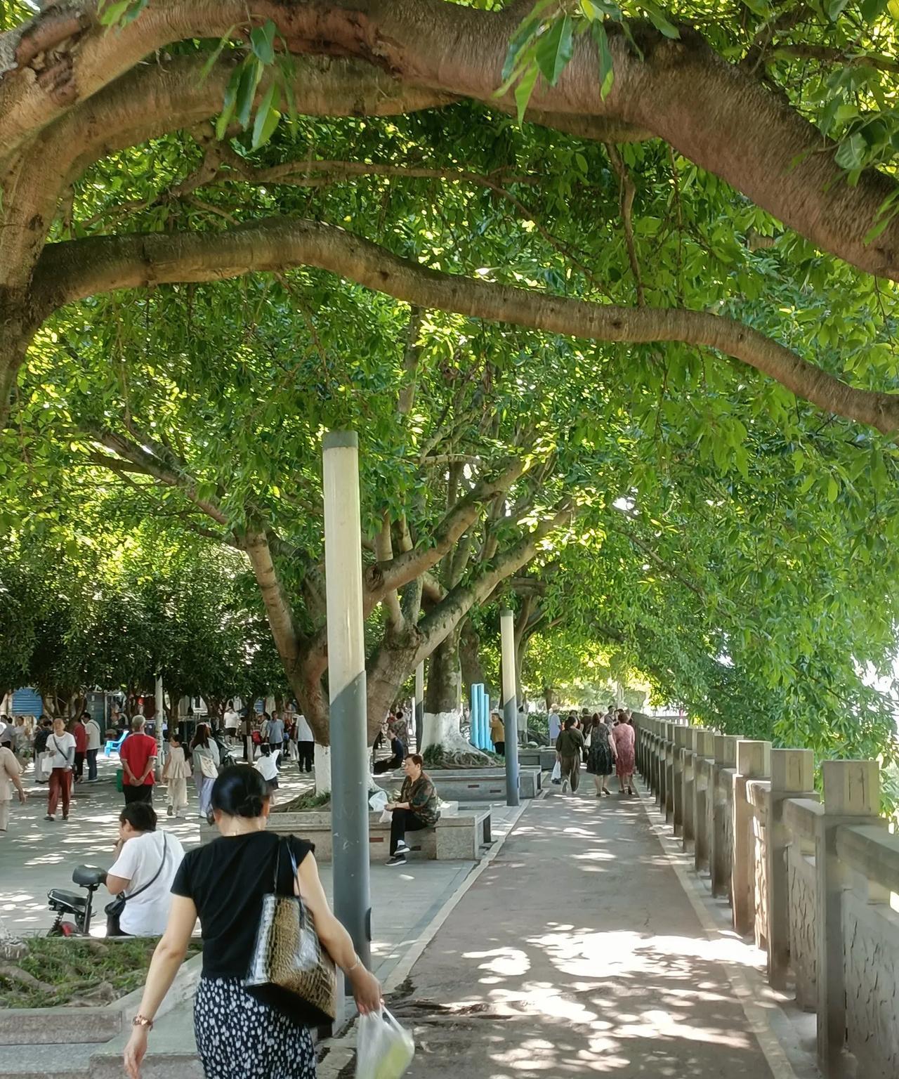 #拍一张你的城市美景#夏日宣漢濱河路，無論氣溫再怎麼升高，早上濱河路的涼快迷人還