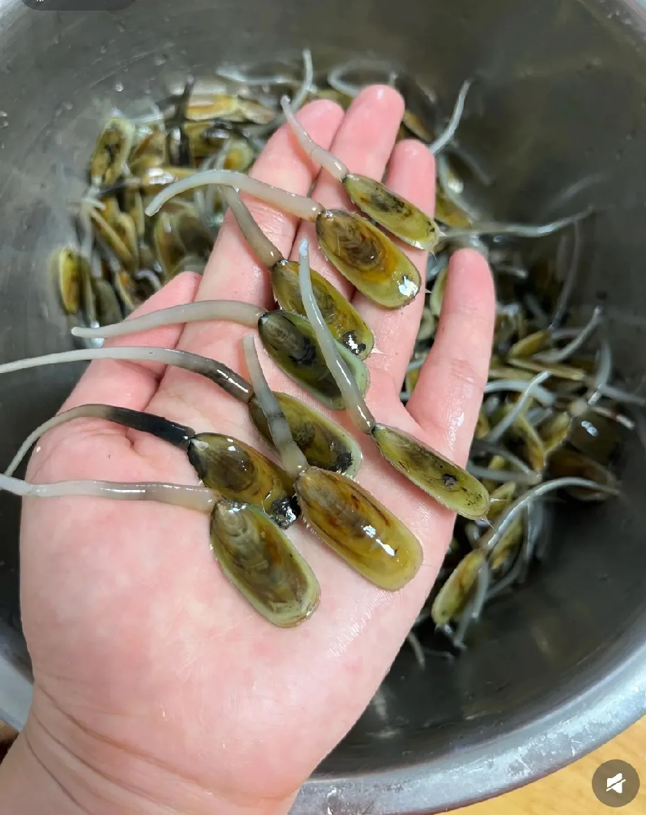 沿海的朋友们
请问你们知道这个是什么吗？
用来煮汤还挺好喝的
可是不知道是啥？？