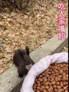 受不了了！吃你点榛子，这顿摩挲！
可不是咋地，要不是为了那口吃的，绝对忍不了！