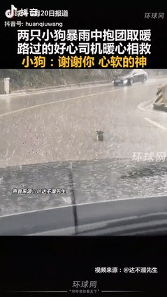 “泪目了！”湖北恩施，一男子暴雨天回老家时，突然在路中间看到2个黑团，本以为是石