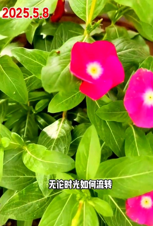 五月的哈密，陶家宫新庄孜村，一幅生机勃勃的新农村画卷在你眼前徐徐展开。

目之所