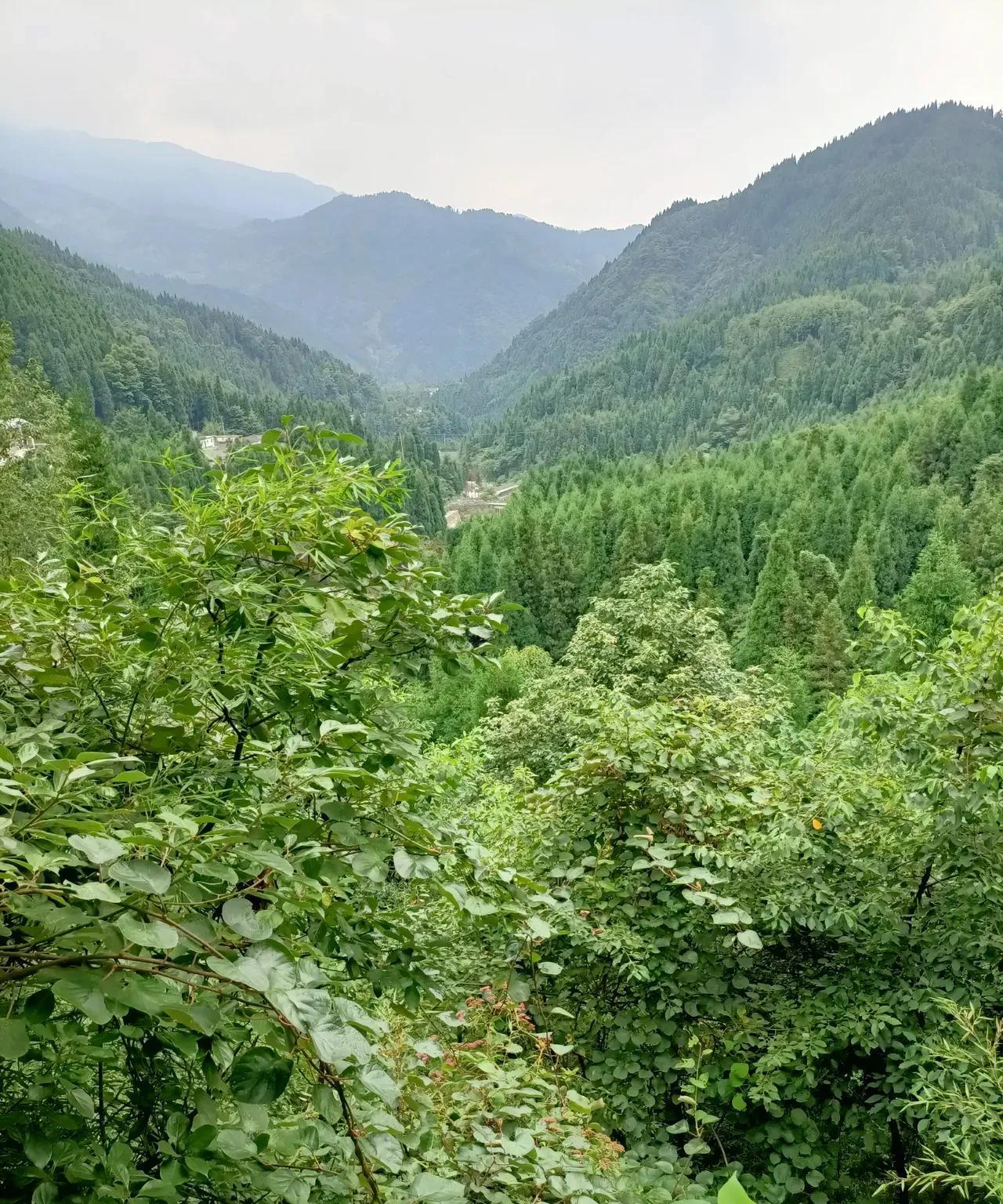 特朗普做为商人在美国没有开过一家工厂，现在逼着苹果回美国建工厂，宣称对苹果单独在