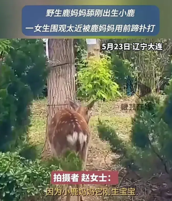 太无语了！5月23日，辽宁大连一只野生鹿妈妈刚生完宝宝，舔犊之情引来了不少路人围