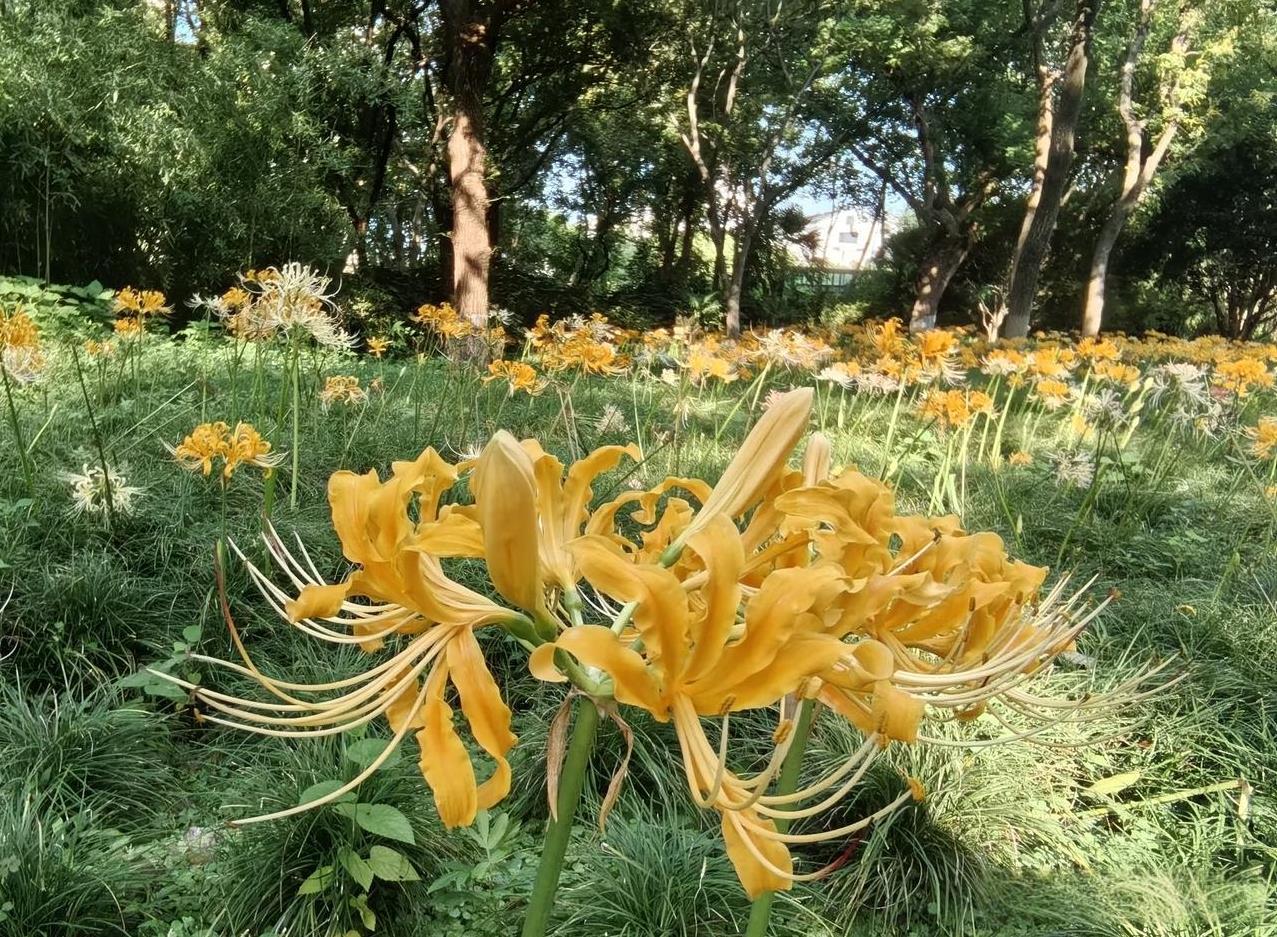 听说红梅公园北后门那里开了一片金灿灿的彼岸花，赶紧去一睹为快！
花开一千年，花落