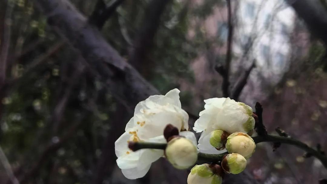 随笔：冬深大寒处，静候春归来