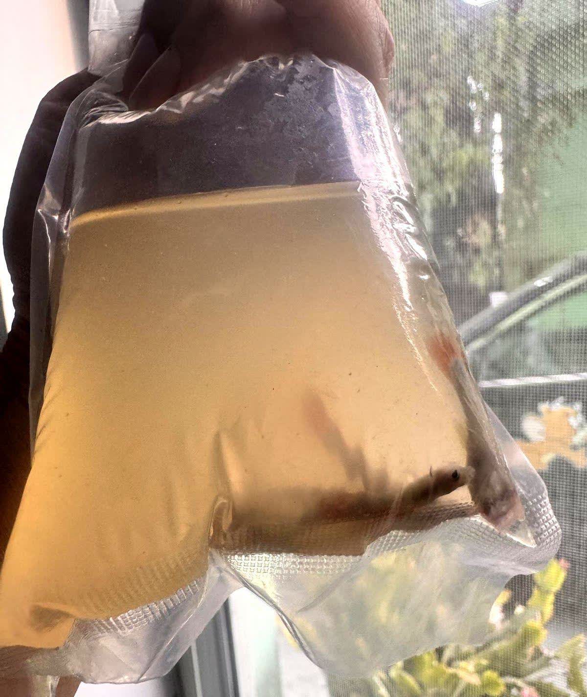 这个商家老板真的太用心了，6月6号在网上买了3对孔雀鱼，昨天13号才到货，打开包