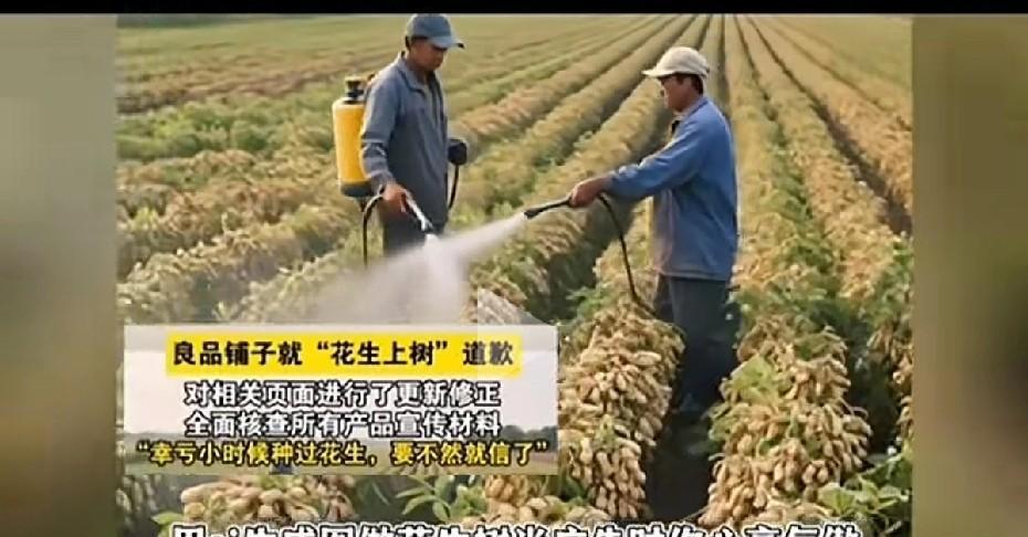五谷不识，六亲不认
良品铺子近期的花生宣传片，彻底暴露了有些所谓高智商人群的极为