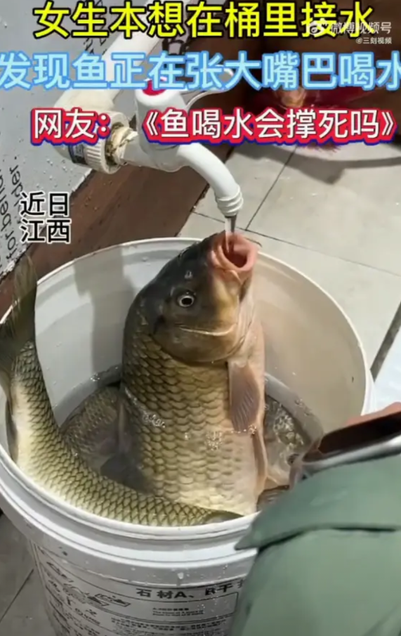 “笑不活了！”近日，江西，一女子在水桶里放了几条大鱼，没想到给桶里接水的时候，鱼