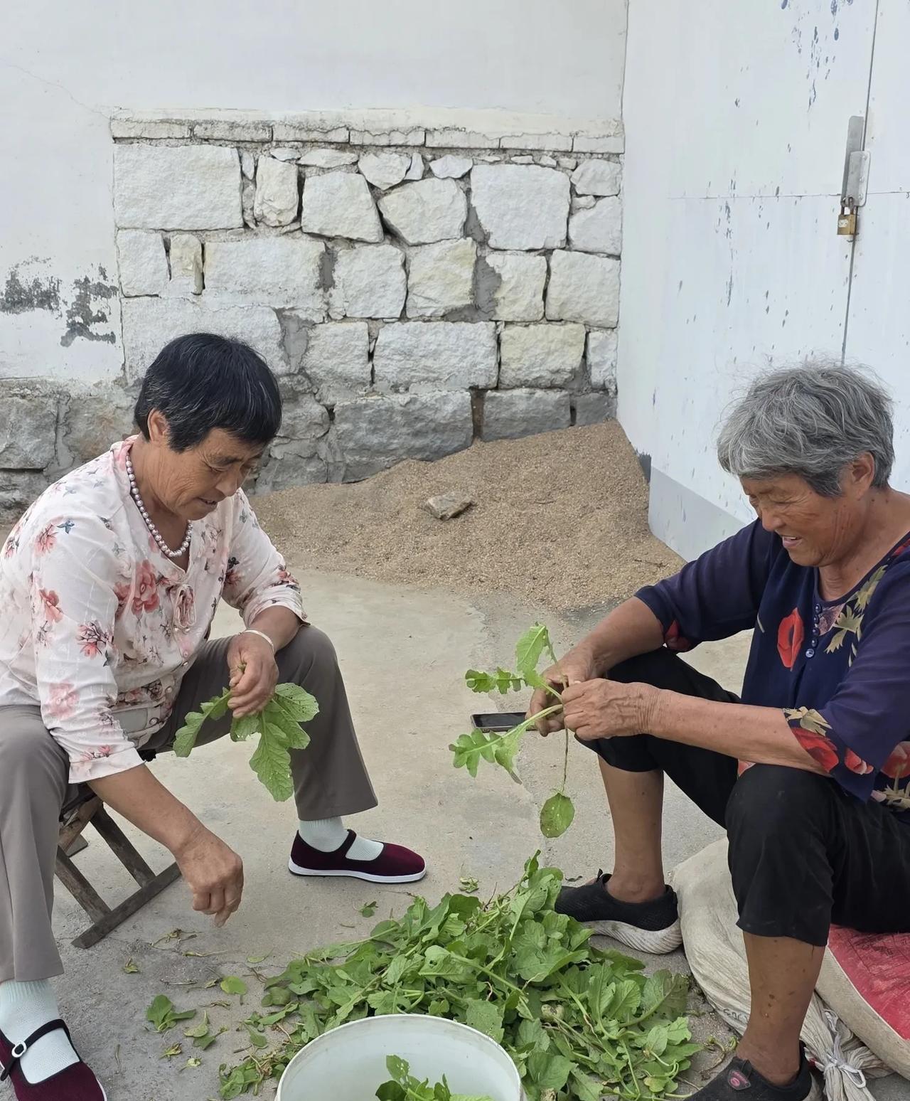 8月26日下午，沂蒙山腹地一个山村的街头即景……
下午四点，大姑提出一桶刚从菜园