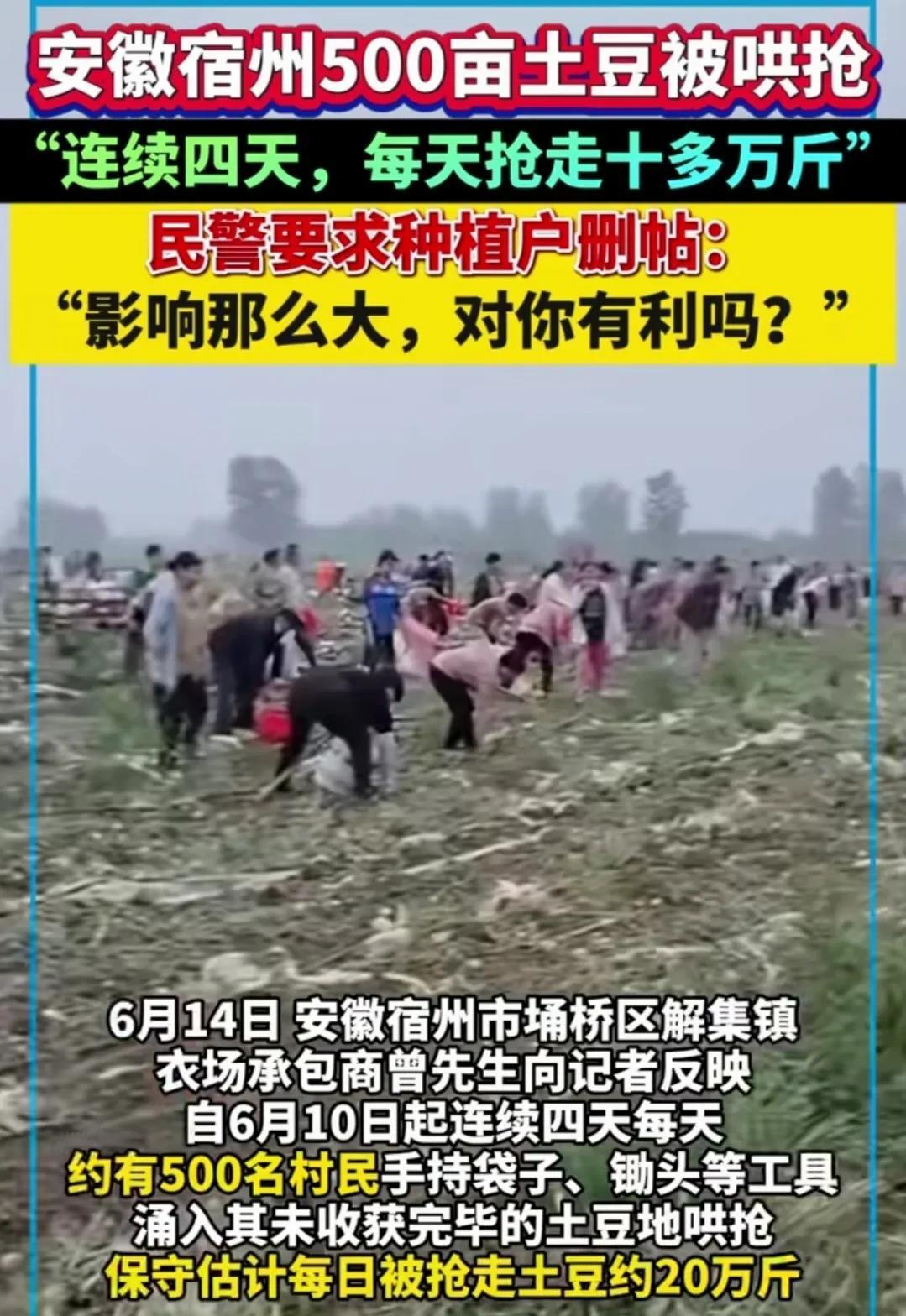 这不是“吃大户”吗，安徽某农场承包商的500亩土豆喜获丰收，然而这却招来了四方村