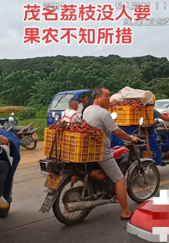 广东茂名。荔枝产地果农崩溃，10元10斤都没人要，外地人买不起，果农卖不掉……