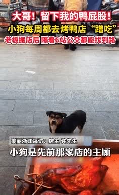 泪目了！江苏常州一只小狗每天到烤鸭店蹭鸭屁股吃，老板搬新店2年后，它竟横跨6站路