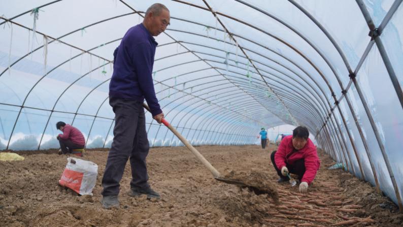 新春走基层 | 人勤春来早 温棚育苗忙
