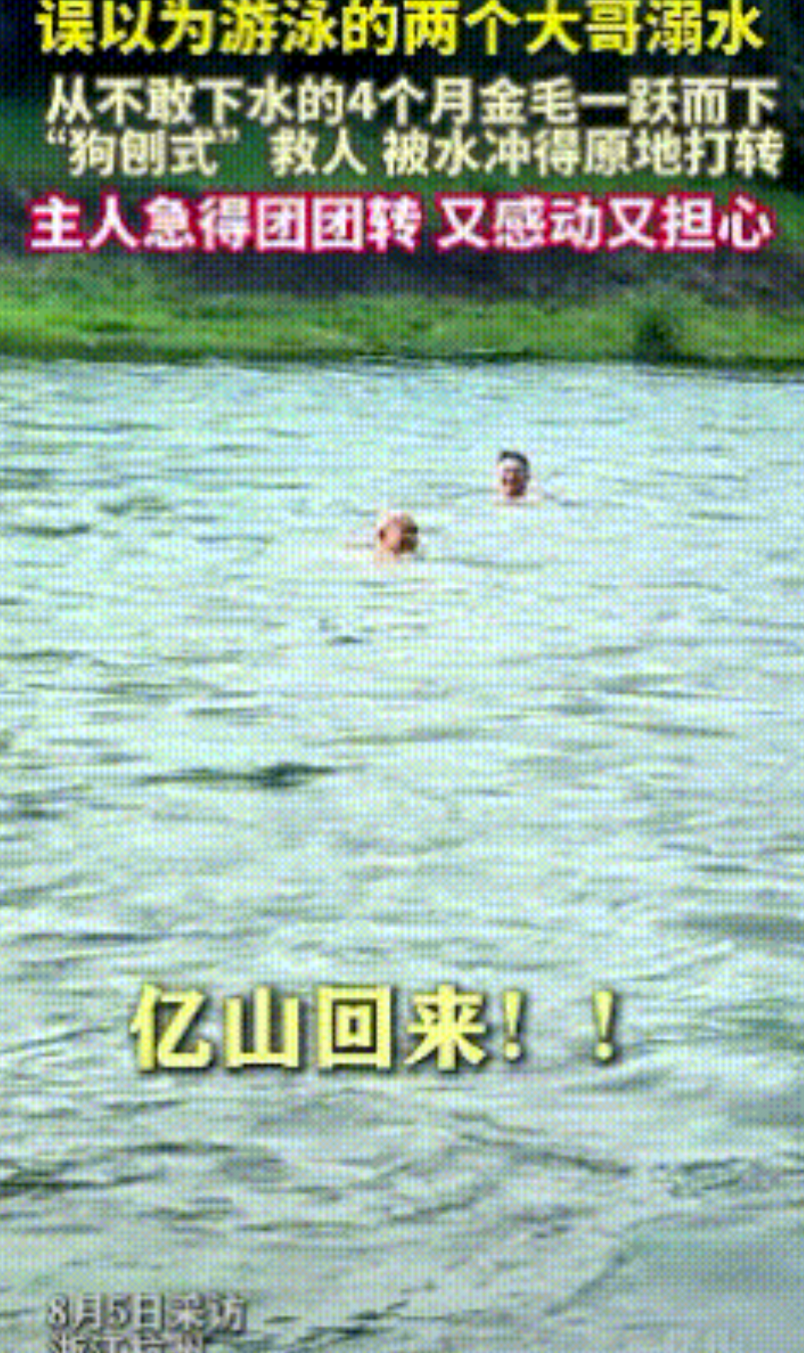 太感动了！浙江杭州，一4个月从不敢下水的金毛，误以为两个游泳大哥溺水，没有丝毫犹
