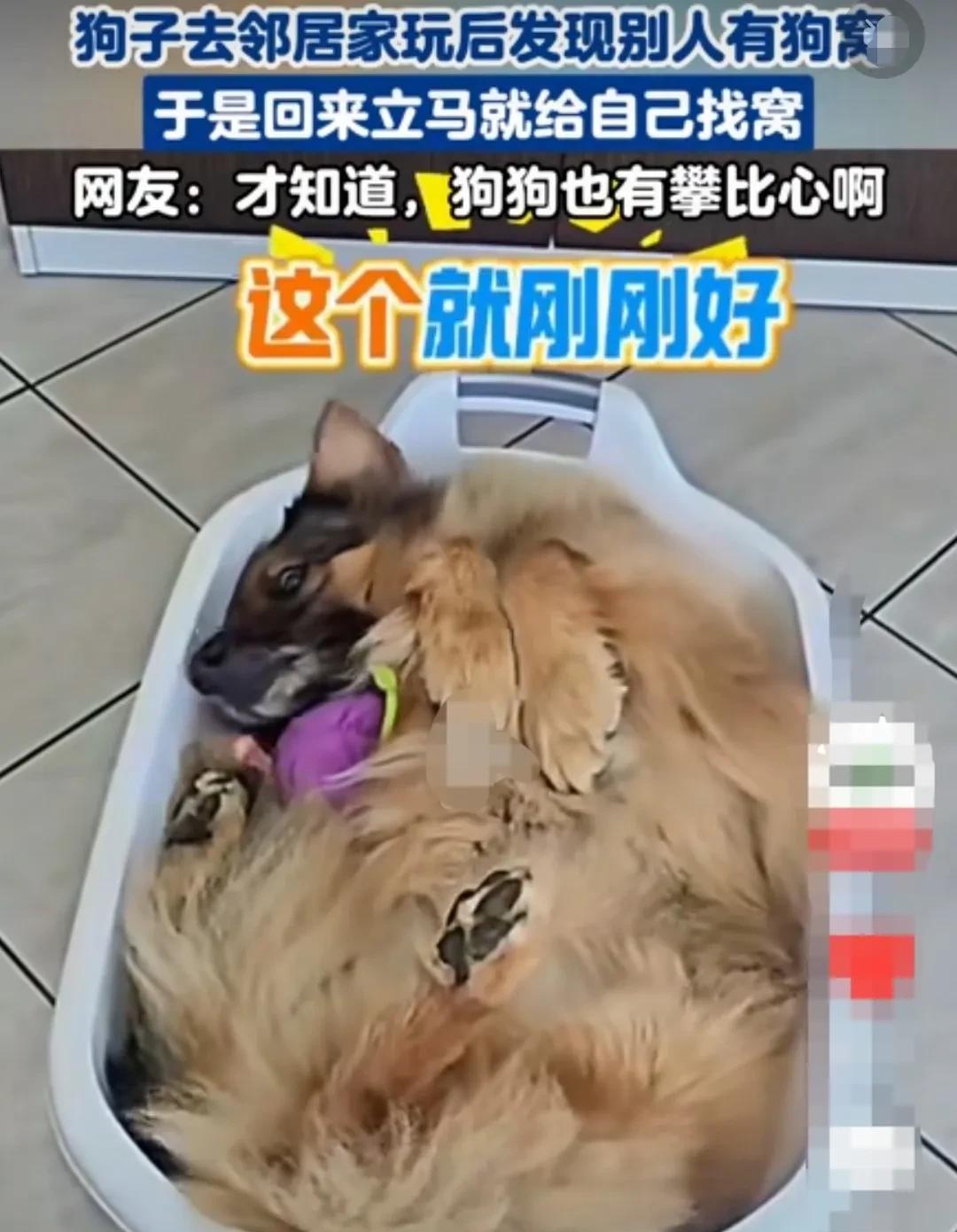 广东，狗狗去邻居家玩了一回，看到邻居家的狗狗有狗窝。它回想了一下，自己怎么就没有