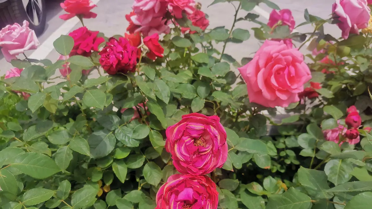 人间风光正好，美好可期可待