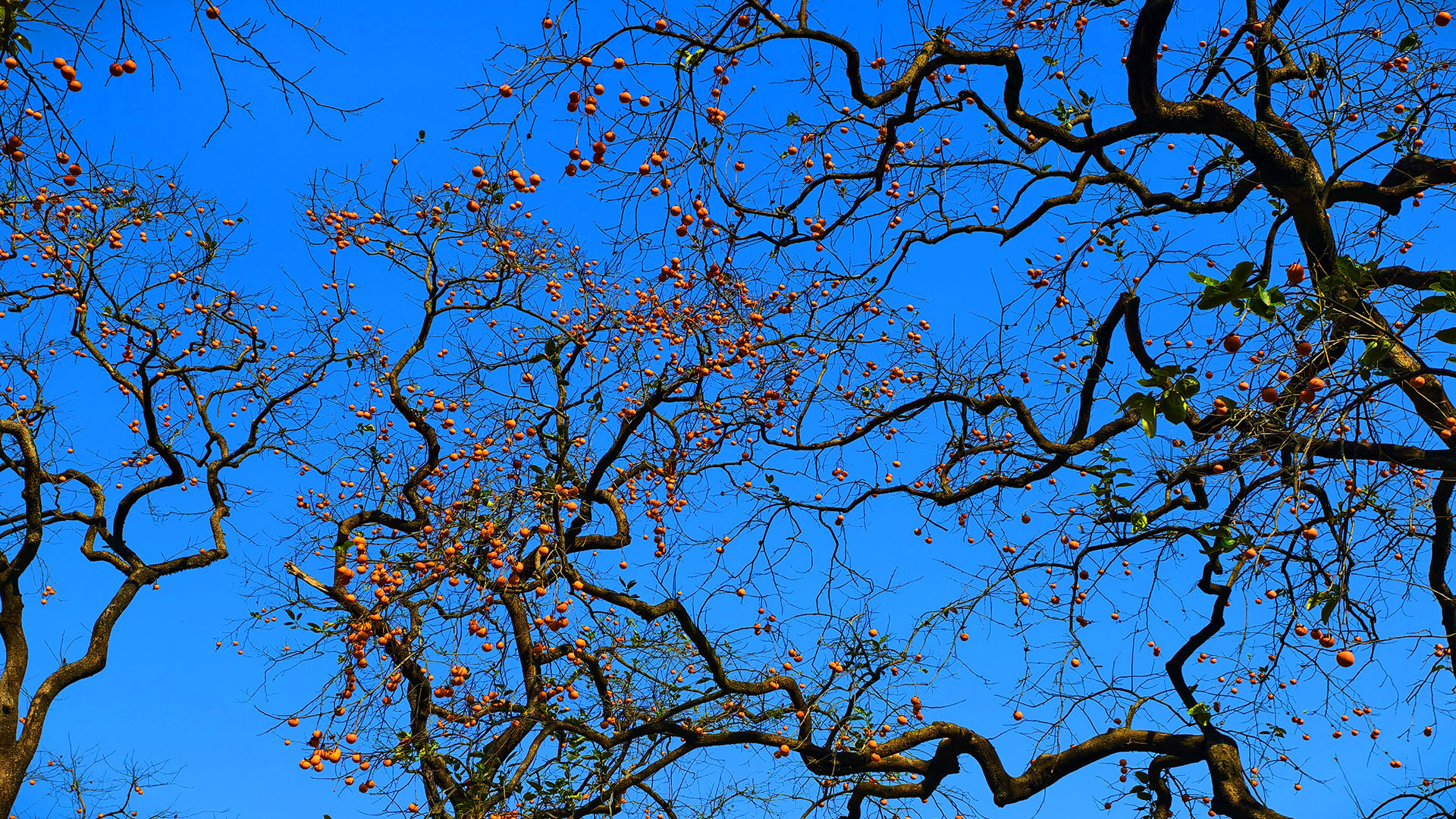 晒秋红柿，照归途——湖北罗田中国甜柿第一村秋色