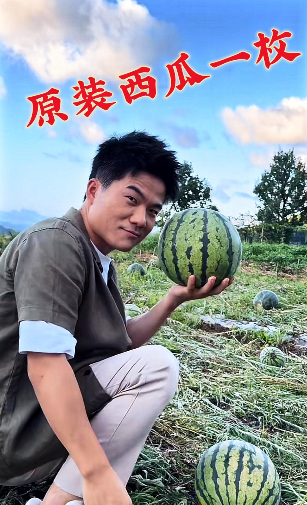 董宇辉变成吃瓜群众，居然也能上热搜？
先看下面图片分解，董宇辉在西瓜地里，捧起一