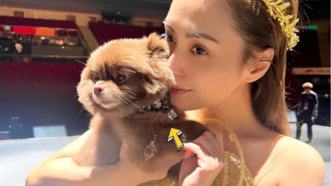 狗生赢家！阿娇爱犬佩戴钻石项链，吃狗粮都用奢侈狗碗