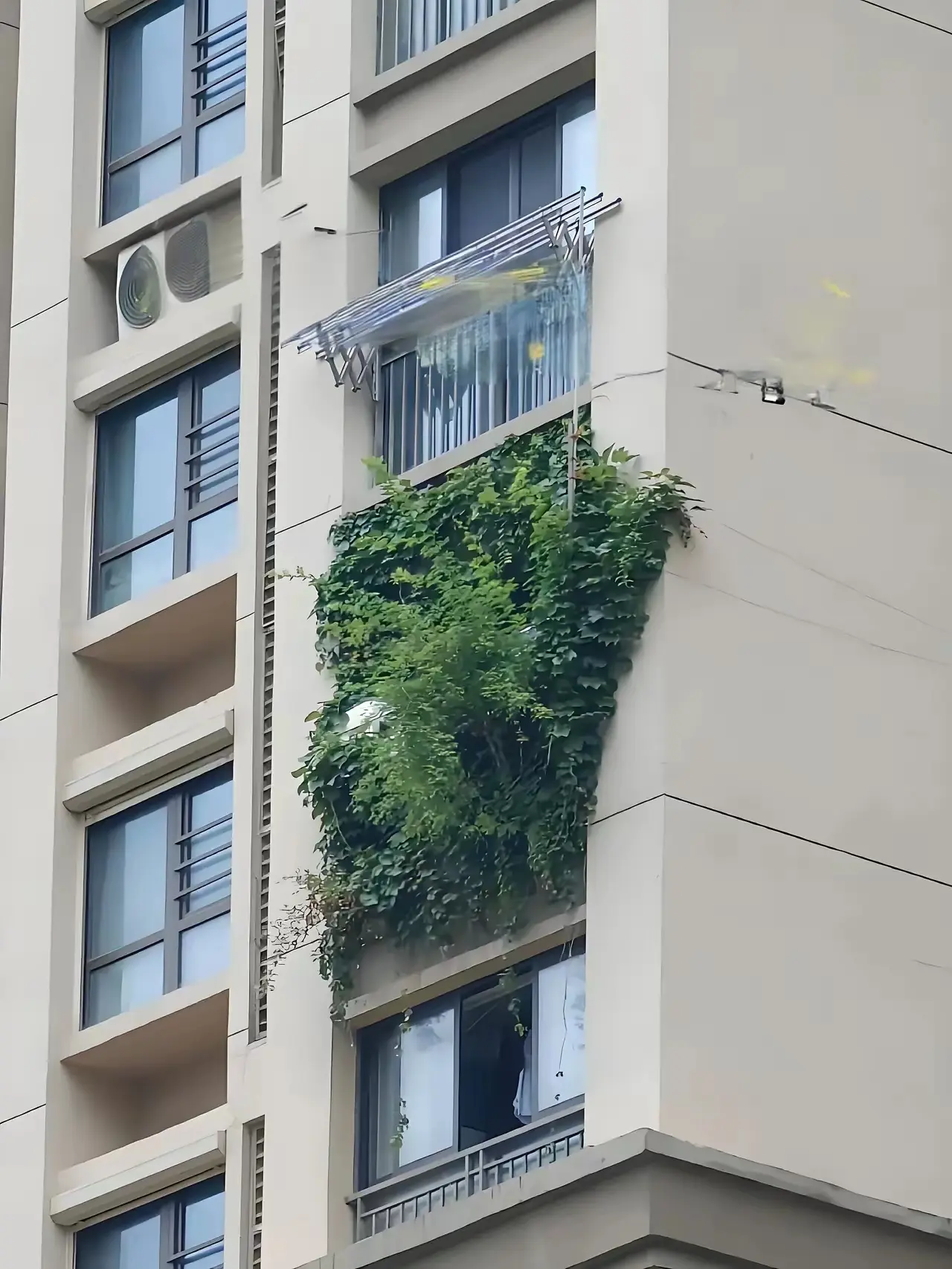 在外工作一年没回家，今天接到楼下邻居打来电话，说我家种的绿植影响他家了！起初我还