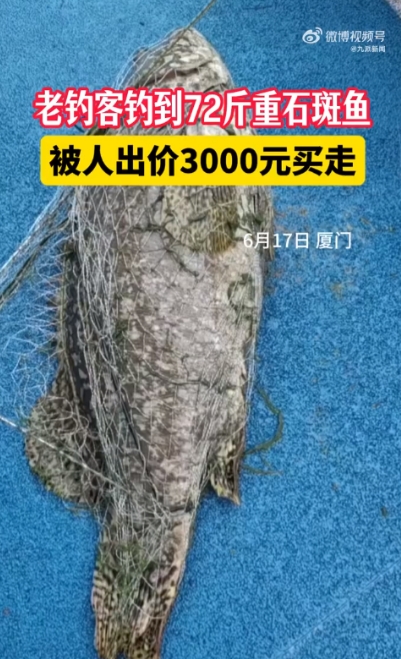 这就是命啊！”6月17日，福建厦门，一男子冒雨在河边钓鱼时，竟钓上来一条72斤重