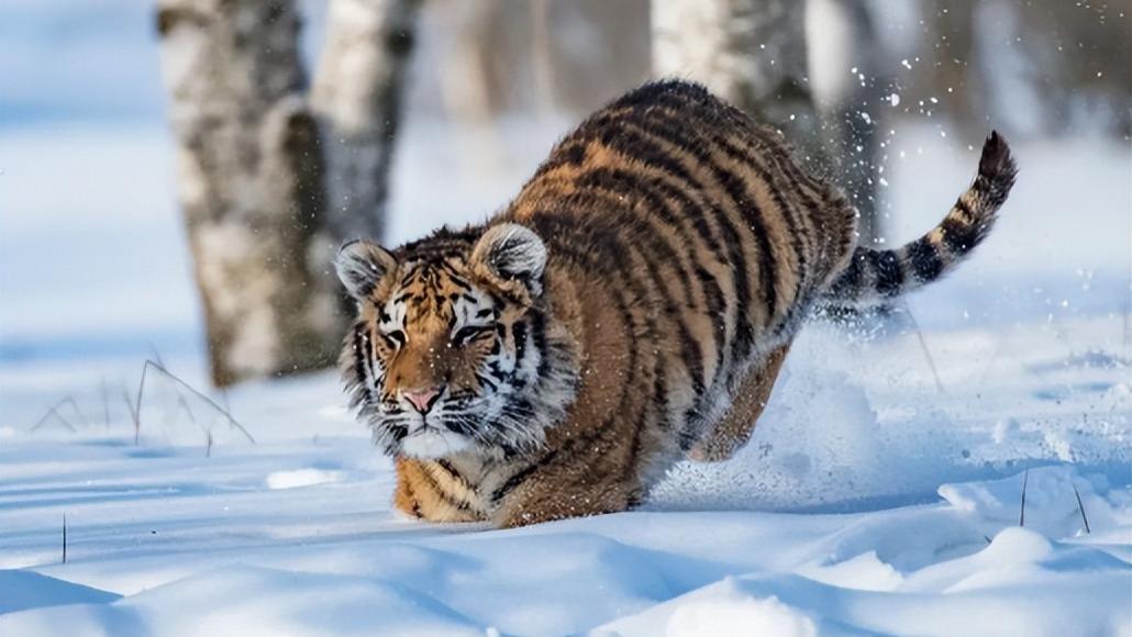 东北农户救受伤东北虎, 1年后山中采药遭猛兽袭击, 东北虎赶来相救