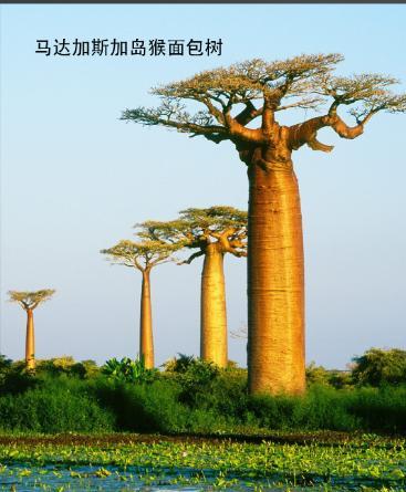 2007年，广东湛江人林荣振从非洲引进了一种神奇的树，你相信吗？这种“传家”树一