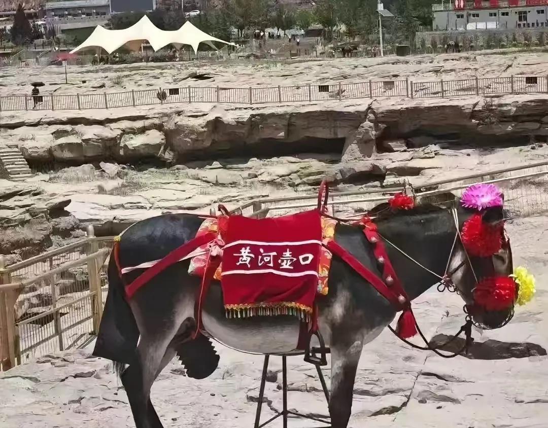 哈哈哈！
笑死了！
黄河壶口瀑布的驴万万没想到，自己有一天也会成了投诉对象。
游