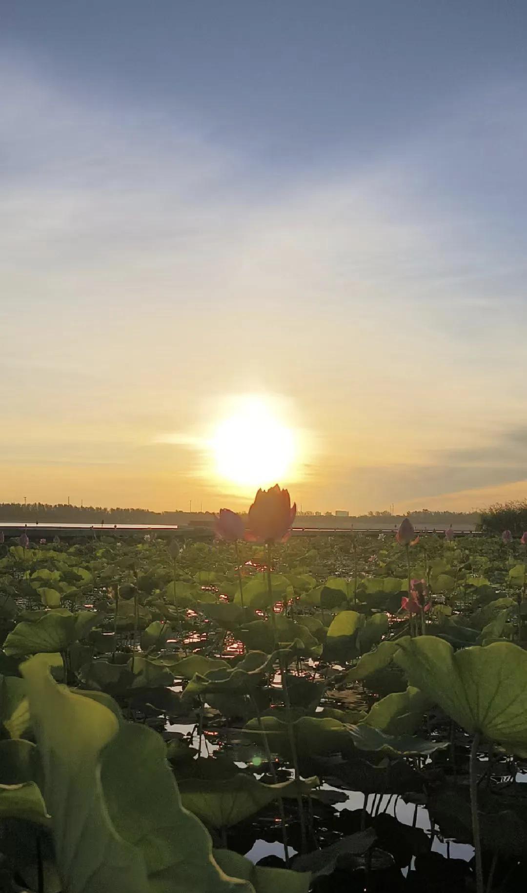 菡萏荷日出，永宁芙蓉美。（永宁湖畔看日出）