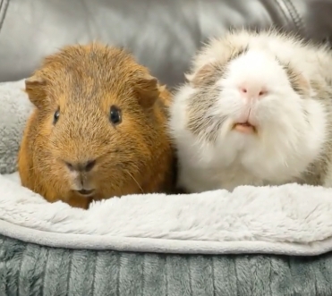 宠物上演“越狱大片”，主人全网找猪，哭笑不得！🐹🔓