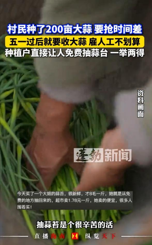 “人怎么能这么聪明！”4月19日，河南，一农民种了200亩大蒜，因为招工人抽蒜薹