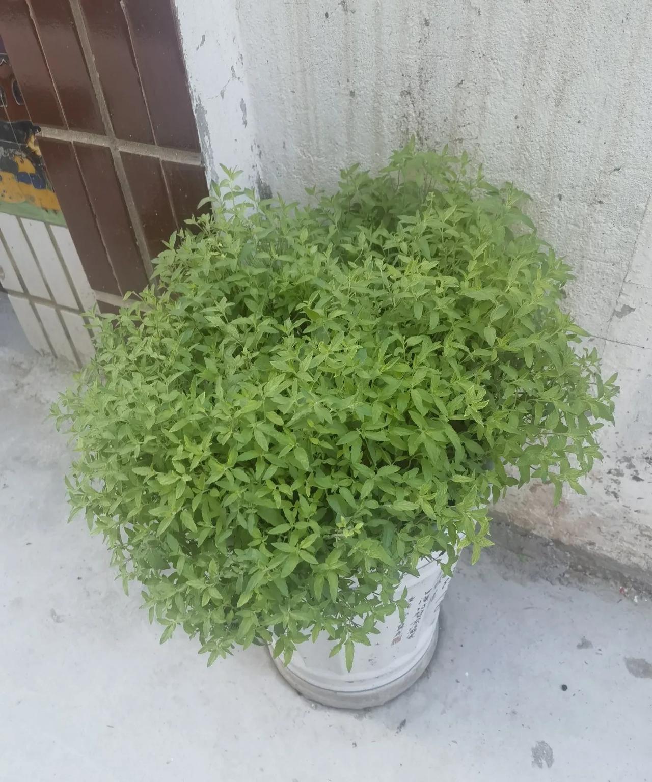 我三舅是我见过的人里边，少有的人间清醒，虽然他在农村，大字不识几个。
他不到30