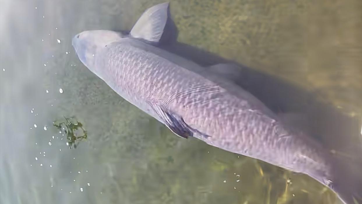 240斤巨青是真是假？南京银杏湖出大青鱼，钓鱼博主：真有这么重愿出30万买下