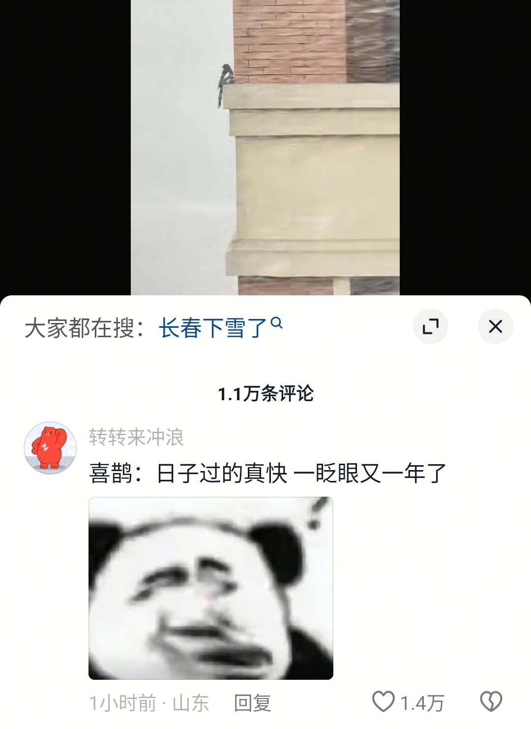 惆怅有心事的喜鹊！哈哈哈哈哈哈哈哈