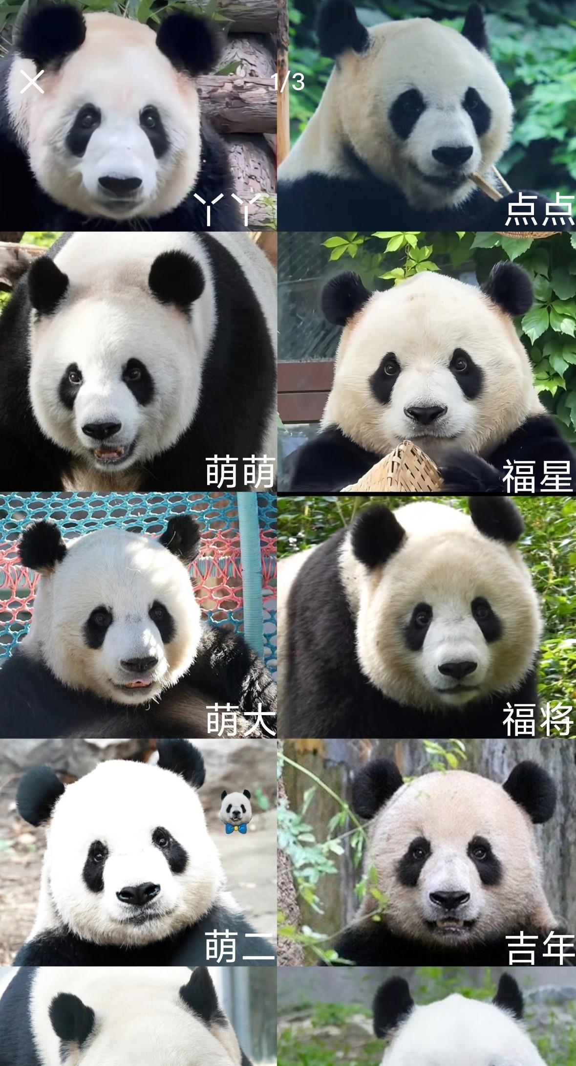 刷到网友整理的北动熊猫全分布，才惊觉咱北动总共藏着22只国宝！
赶紧存图分享，姨