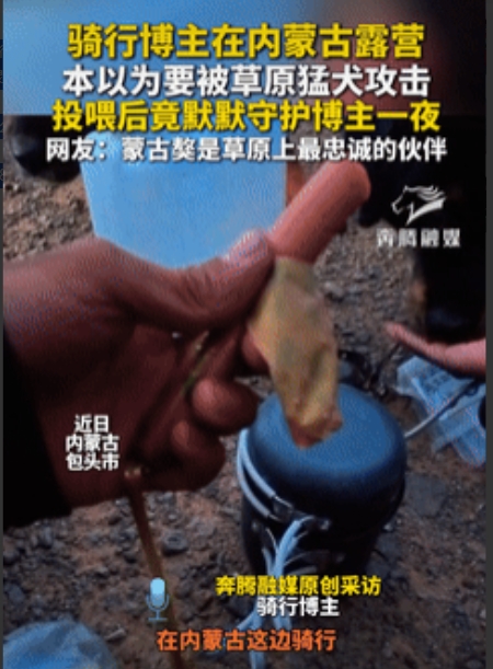太有灵性了！内蒙古包头，一男子晚上露营时，突然遇到了两只大型猛犬，看到它们在翻垃