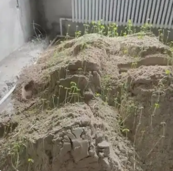 几年前，为了装修买了一车沙子，堆放在二楼。可生活琐事接踵而至，装修计划就这么一直