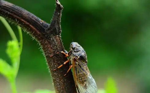 蝉的一生远比我们想象的漫长：它们在地下蛰伏数年甚至十几年，只为换取几周的地上时光…