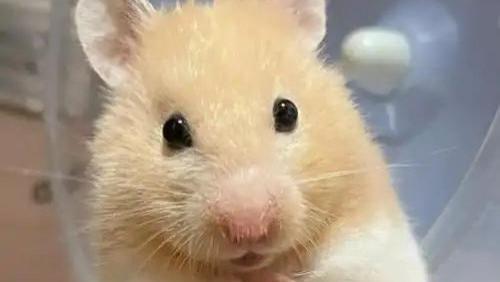 宠物生病多离谱？乌龟中毒打点滴，20块仓鼠骨折花2000