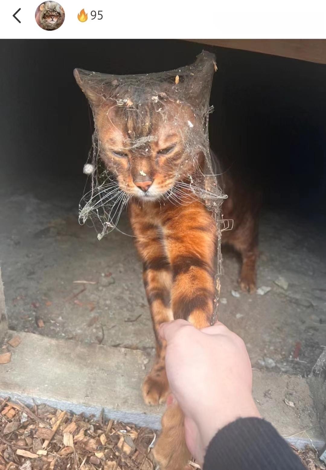 猫猫大了，有自己的想法，哈哈哈哈哈，乍一看还以为孩子带了头纱呢