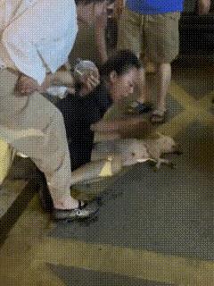 这大妈哭的可真叫个撕心裂肺啊！只是既然大妈对小狗的感情有这么深，那为什么遛狗的时