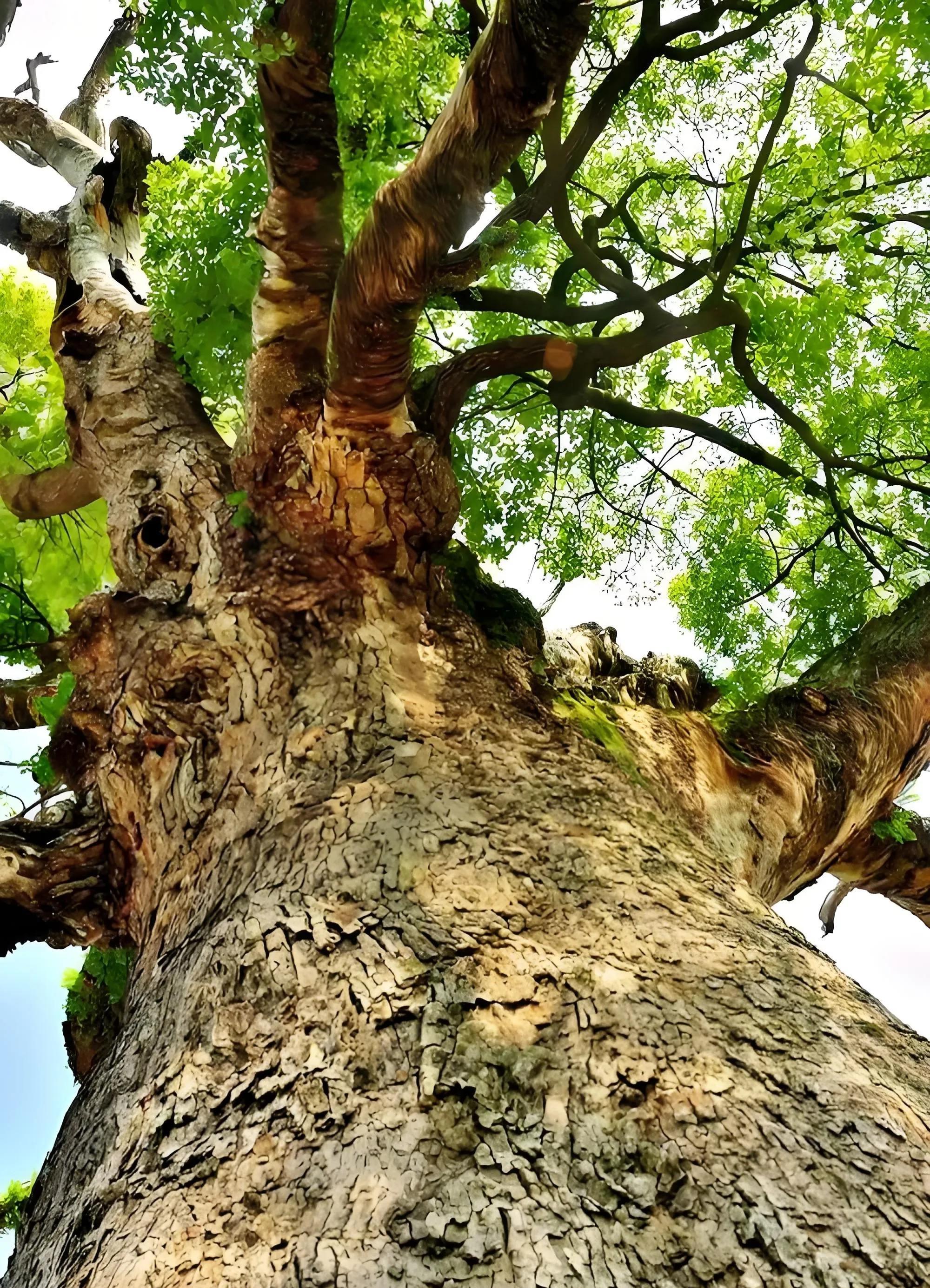 “天理何在？”上海，大爷花10000多，在他家院子里种了两棵树，本来想着乘凉，结