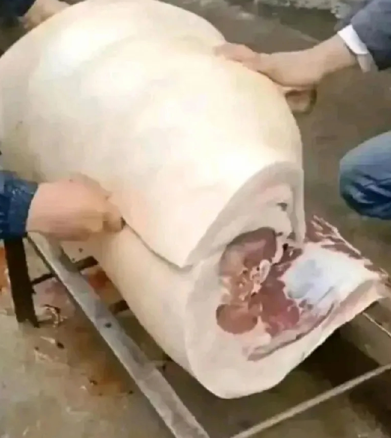 这猪也够懒