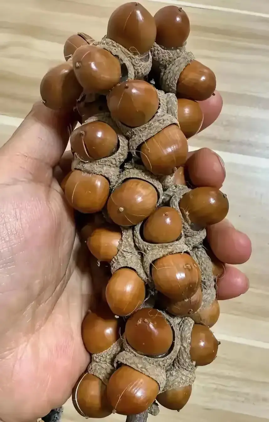 同事家里看到的，谁能告诉我，这是什么东西，用来干嘛的，这东西好奇怪哦！