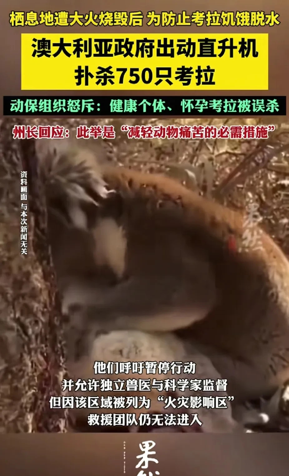 澳洲政府射杀750只考拉











天呐！不敢相信！澳大利亚竟然为了